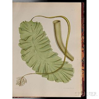 Harvey, William Henry (1811-1866) Nereis Boreali-Americana, or Contributions towards a History of the Marine Algae of the Atlantic and