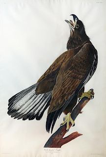 Audubon Aquatint Engraving, White-Headed Eagle (Young)
