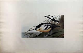 Audubon Aquatint Engraving, Western Duck