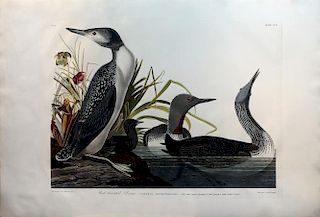 Audubon Aquatint Engraving, Red-Throated Diver