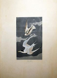 Audubon Aquatint Engraving, Lesser Tern