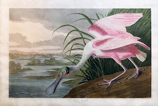 Audubon Aquatint Engraving, Roseate Spoonbill