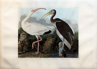 Audubon Aquatint Engraving, White Ibis