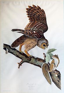 Audubon Aquatint Engraving, Barred Owl