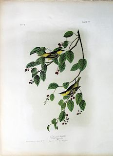 Audubon Bien Chromolithograph, Carbonated Warbler