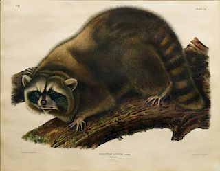 Audubon Quadrupeds, Imperial Folio, Raccoon