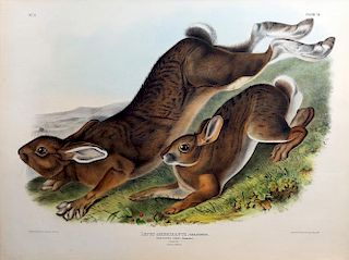 Audubon Quadrupeds, Imperial Folio, Northern Hare