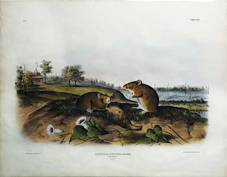 Audubon Quadrupeds, Imperial Folio, Cotton Rat