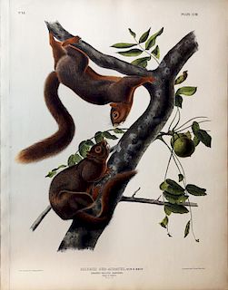 Audubon Quadrupeds, Imperial Folio, Orange-Bellied Squirrel