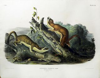 Audubon Quadrupeds, Imperial Folio, Bridled Weasel