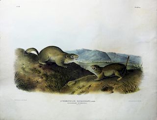 Audubon Quadrupeds, Imperial Folio, Richardson's Spermophile