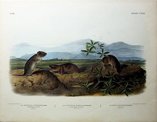 Audubon Quadrupeds, Imperial Folio, Townsend's Aruicola/Sharp-Nosed Aruicola/Bank Rat