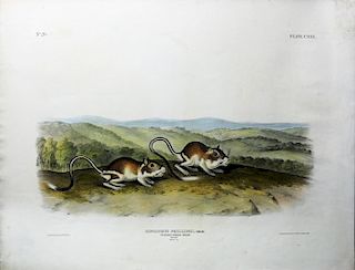 Audubon Quadrupeds, Imperial Folio, Pouched Jerboa Mouse
