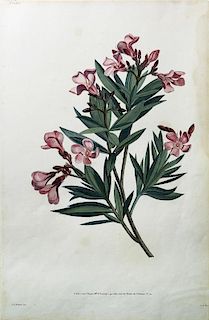Oleander by Jean Louis Prevost