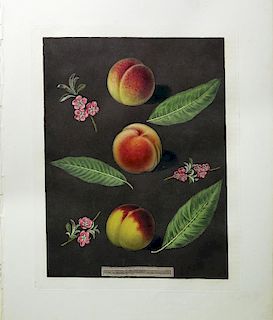 Peaches from Brookshaw's Pomona Britannica
