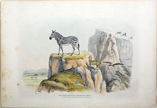 Harris Lithographs of South African Game and Wild Animals