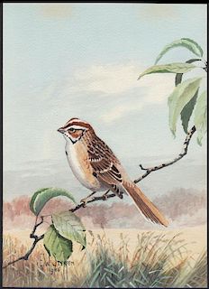 Steffen Watercolor of Lark Sparrow