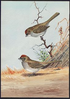 Steffen Watercolor of Green-tailed Towhee