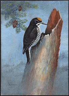 Steffen Watercolor of Red-Cockaded Woodpecker