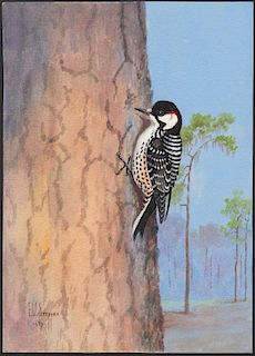 Steffen Watercolor of Red-Cockaded Woodpecker