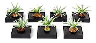 Seven Models of Yucca Plants Approximate height of each 1 5/8 inches.