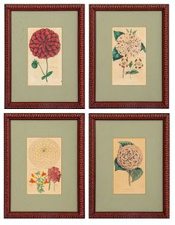 Hand Colored Botanical Engraving, 4