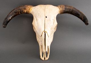 American Buffalo Skull With Horns