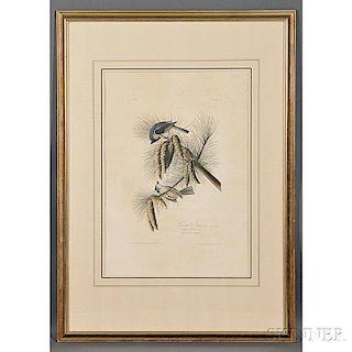 Audubon, John James (1785-1851) Crested Titmouse,    Plate 39.