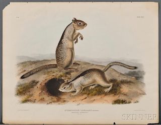 Audubon, John James (1785-1851) Douglasses Spermophile  , Plate XLIX.