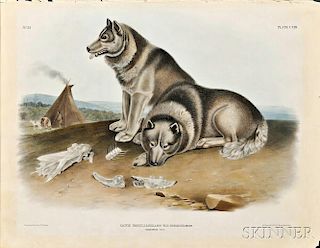 Audubon, John James (1785-1851) Esquimaux Dog  , Plate CXIII.
