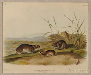 Audubon, John James (1785-1851) Four Mouse Prints.