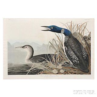 Audubon, John James (1785-1851) Great Northern Diver or Loon.    Plate CCCVI.