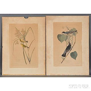 Audubon, John James (1785-1851) Prairie Warbler.   Plate 3 [and] Tyrant Flycatcher.   Plate 79.