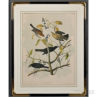 Audubon, John James (1785-1851) Rusty Grackle  , Plate 222.