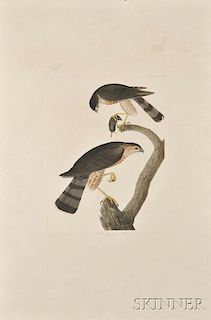 Audubon, John James (1785-1851) Sharp-shinned Hawk ,  Plate CCCLXXIV.