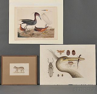 Natural History Prints and Drawing: Catesby, Wilson and Hill.