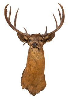 Taxidermied American Red Deer Wall Mounted