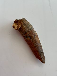 Genuine Spinosaurus tooth