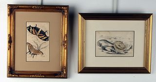 TWO COLORED ENGRAVINGS OF BUTTERFLIES & MARINE RAYS