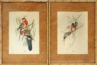 AFTER JOHN GOULD OFFSET LITHOGRAPHIC PRINTS