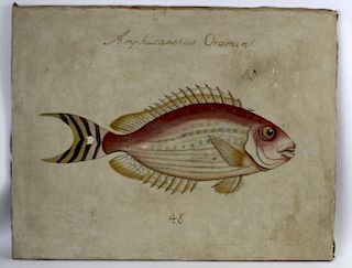 Oil on canvas specimen painting of fish