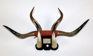 Steer horn coat rack
