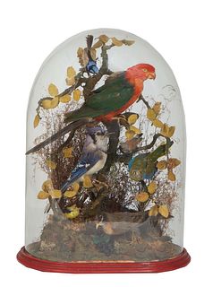 Large Victorian Oblong Blown Glass Taxidermied Bird Dome, 19th c., containing six birds and a large parrot, on a stepped polychromed wood base, H.- 24