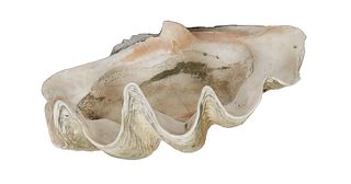Giant Natural Clam Shell Specimen, H.- 9 in., W.- 21 ½ in., D.- 16 1/2 in.