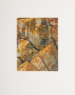 ELIOT PORTER (1901-1990): LICHEN ON ROCK, BARRED ISLAND, ME; UNTITLED (TREES); AND ROSE PETALS ON BEACH, ME