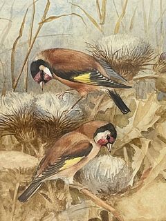 WATERCOLOUR PAINTING OF FINCHES