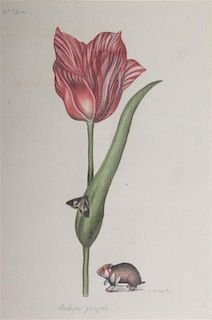 La Roche Laffitte, (French, b. 1943), Tulipe jaspee
