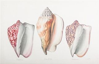 La Roche Laffitte, (French, b. 1943), Two works: Shells