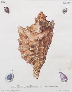 Twenty Color Engravings of Shells, after J. C. Keller Plate size: 8 x 6 1/4 inches.