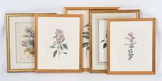 A Group of Framed Botanical Art